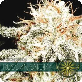 Russian Snow Feminised Seeds Russian Snow Feminised Seeds