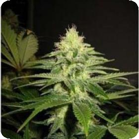 NL5 x Skunk Regular Seeds NL5 x Skunk Regular Seeds