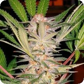 S.A.D. Feminised Seeds