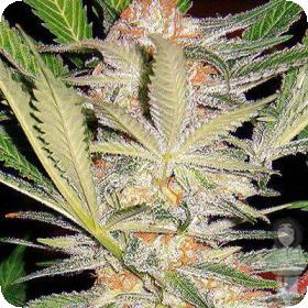 Black Domina AUTO Feminised Seeds