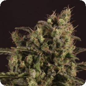 Sage 'n' Sour x SCBDX Feminised Seeds
