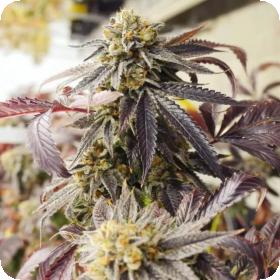 Sagerbloom Haze F2 Regular Seeds