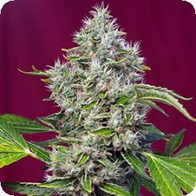 San Fernando Lemon Kush Feminised Seeds San Fernando Lemon Kush Feminised Seeds