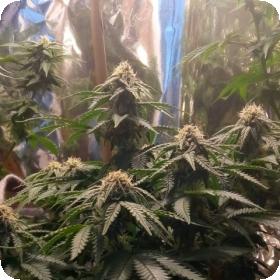 Sangria Regular Seeds Sangria Regular Seeds