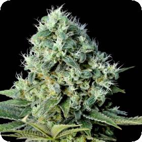 Santa Bilbo Feminised Seeds Santa Bilbo Feminised Seeds