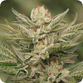 Sapphire Scout Feminised Seeds Sapphire Scout Feminised Seeds