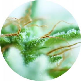 Sativa Mix Regular Seeds