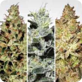 Sativa Champion Pack - 6 Feminised Seeds Sativa Champion Pack - 6 Feminised Seeds