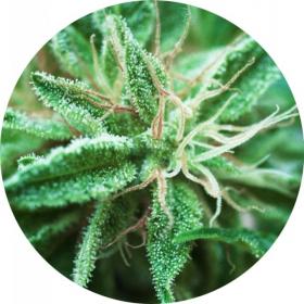 Sativa Samadhi Regular Seeds