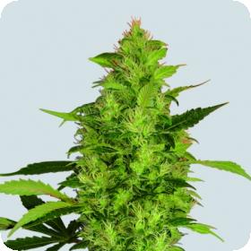 Sativa's Sour Diesel Regular Seeds Sativa's Sour Diesel Regular Seeds