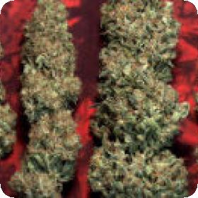 Satori Regular Seeds Satori Regular Seeds