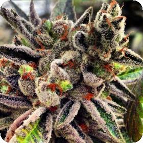 Scott's OG Feminised Seeds Scott's OG Feminised Seeds