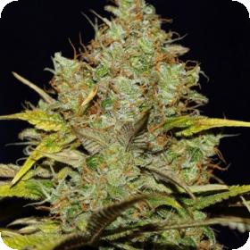 Big Nugs FAST Feminised Seeds Big Nugs FAST Feminised Seeds