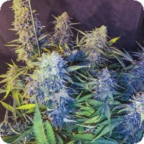C99 x Blueberry FAST Feminised Seeds C99 x Blueberry FAST Feminised Seeds