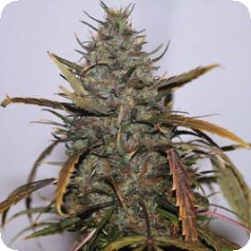 Hindu Kush Regular Seeds