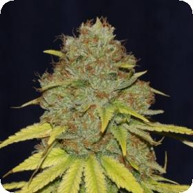 Jack Herer FAST Feminised Seeds