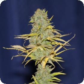 Power Africa FAST Feminised Seeds Power Africa FAST Feminised Seeds