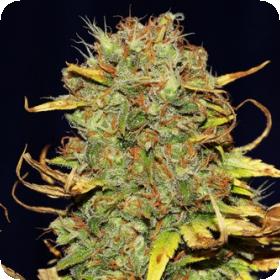 Power Africa x MK Ultra FAST Feminised Seeds Power Africa x MK Ultra FAST Feminised Seeds