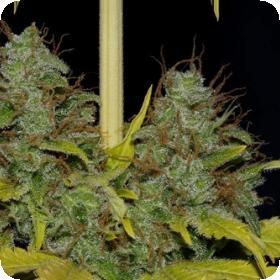 White Widow FAST Feminised Seeds