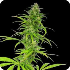 Cheese Feminised Seeds Cheese Feminised Seeds