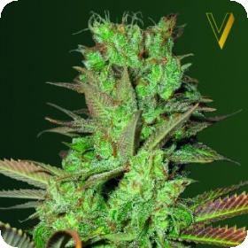Seemango Feminised Seeds