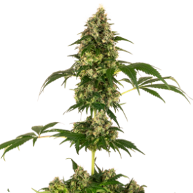 Sensi 11 Feminized Small
