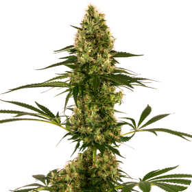 Sensi #119 Auto Feminised Seeds (Blueberry x Skunk #1 Auto) Seeds Sensi #119 Auto Feminised Seeds (Blueberry x Skunk #1 Auto) Seeds
