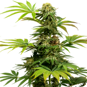 Sensi #1318 CBD Feminised Seeds (Harlequin x Black Domina) Seeds Sensi #1318 CBD Feminised Seeds (Harlequin x Black Domina) Seeds
