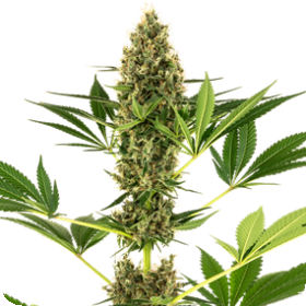 Sensi 219 Auto Small