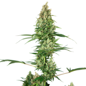 Sensi #32 Feminised Seeds (Silver Haze x Fire OG) Seeds Sensi #32 Feminised Seeds (Silver Haze x Fire OG) Seeds