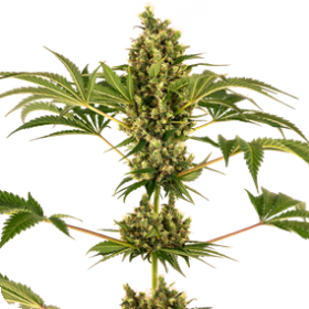 Sensi #34 CBD Auto Feminised Seeds (Sensi Auto CBD) Seeds Sensi #34 CBD Auto Feminised Seeds (Sensi Auto CBD) Seeds