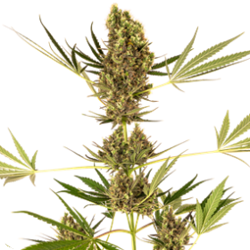 Sensi 41 Auto Cbd Small