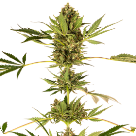 Sensi 49 Cbd Small