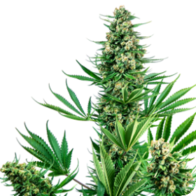 Sensi #741 Feminised Seeds (Sour Diesel x Afghani) Seeds Sensi #741 Feminised Seeds (Sour Diesel x Afghani) Seeds