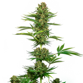 Sensi #743 CBD Feminised Seeds (Black Domina CBD) Seeds Sensi #743 CBD Feminised Seeds (Black Domina CBD) Seeds