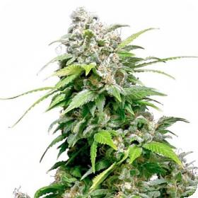 California Indica Feminised Seeds