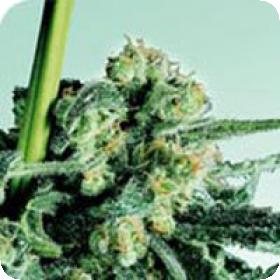 Sensi Skunk Regular Seeds Sensi Skunk Regular Seeds