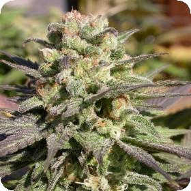 Warlock Feminised Seeds Warlock Feminised Seeds