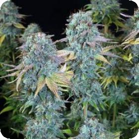 Serious Happiness Regular Seeds Serious Happiness Regular Seeds