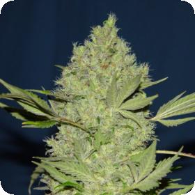 Serious Cannabis Seeds Chronic Topbud 0