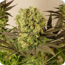 Motavation Regular Seeds Motavation Regular Seeds