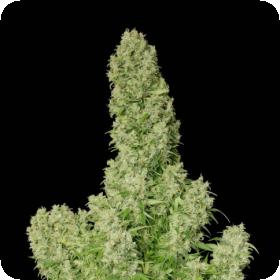 Serious Cannabis Seeds White Russian Regular 0