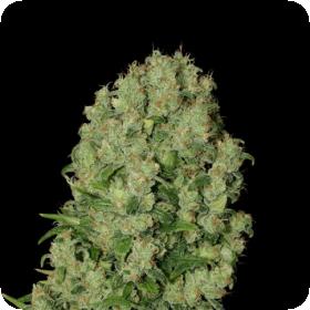 White Russian Feminised Seeds (SERIOUS)