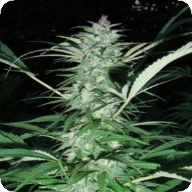 Serious 6 Regular Seeds Serious 6 Regular Seeds