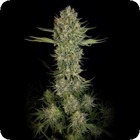 Serious Kush Feminised Seeds Serious Kush Feminised Seeds