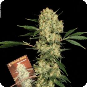 Serious Cannabis Seeds Ak 47 Fem 1