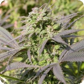 Biddy Early Regular Seeds Biddy Early Regular Seeds