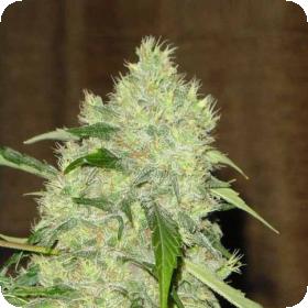 Bubble Gum Regular Seeds Bubble Gum Regular Seeds