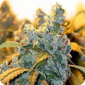 Chronic Feminised Seeds (SERIOUS) Chronic Feminised Seeds (SERIOUS)
