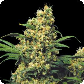 Warlock Regular Seeds Warlock Regular Seeds